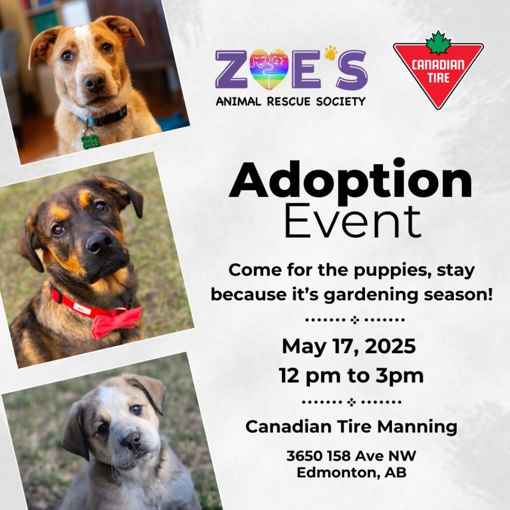 🐾 ADOPTION EVENT IN MANNING! 🐶